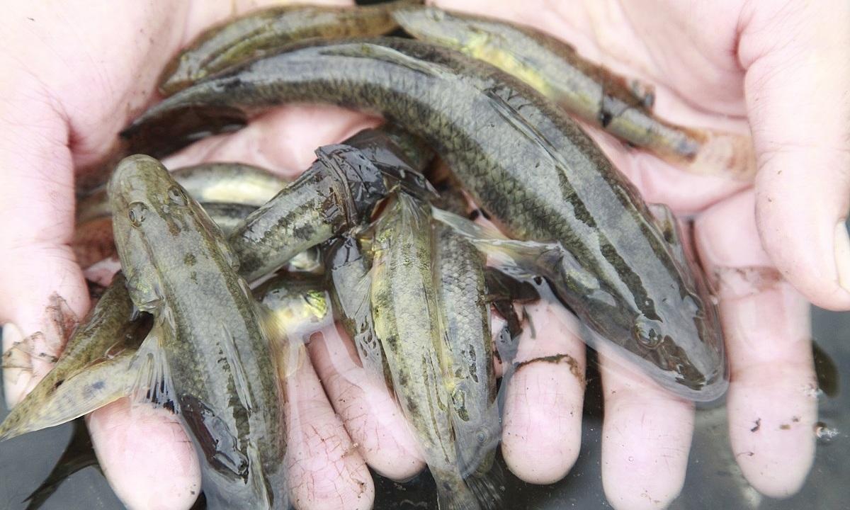 Bắt cá bống trên sông Trà Khúc - Quảng Ngãi